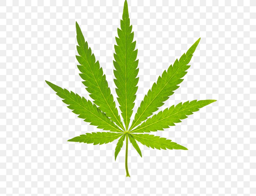 Cannabis Sativa Vector Graphics Image Medical Cannabis, PNG, 706x627px, Cannabis, Cannabis In Papua New Guinea, Cannabis Sativa, Drug, Hemp Download Free
