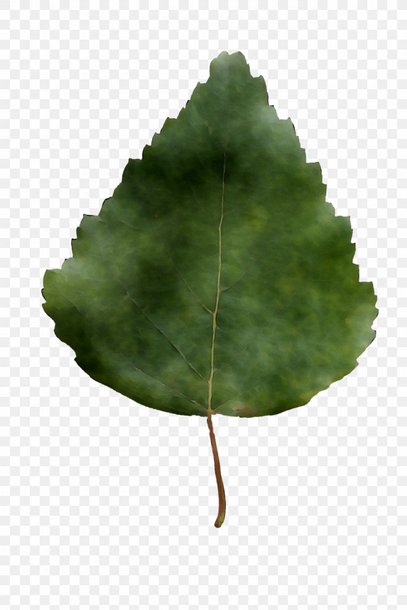 Leaf Tree, PNG, 1279x1920px, Leaf, Annual Plant, Flower, Green, Herb Download Free