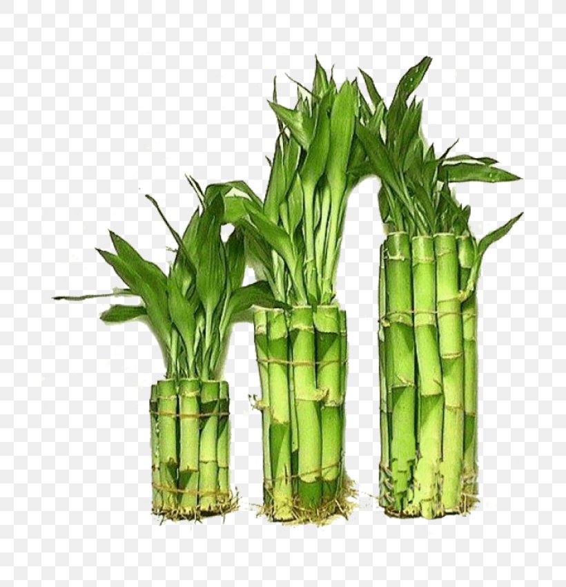 Lucky Bamboo Tropical Woody Bamboos Houseplant Guiana Chestnut, PNG, 700x850px, Lucky Bamboo, Aquatic Plants, Bamboo, Cactaceae, Commodity Download Free