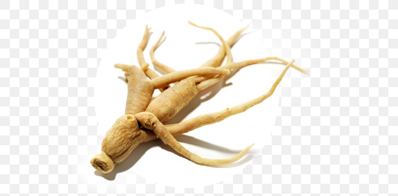 American Ginseng Asian Ginseng Dietary Supplement Siberian Ginseng Adaptogen, PNG, 575x405px, American Ginseng, Adaptogen, Antler, Aphrodisiac, Araliaceae Download Free