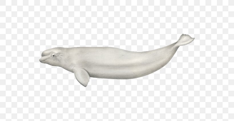 Beluga Whale Polar Bear Whales Killer Whale Cetaceans, PNG, 640x427px, Beluga Whale, Animal Figure, Beluga, Bottlenose Dolphin, Cetacea Download Free