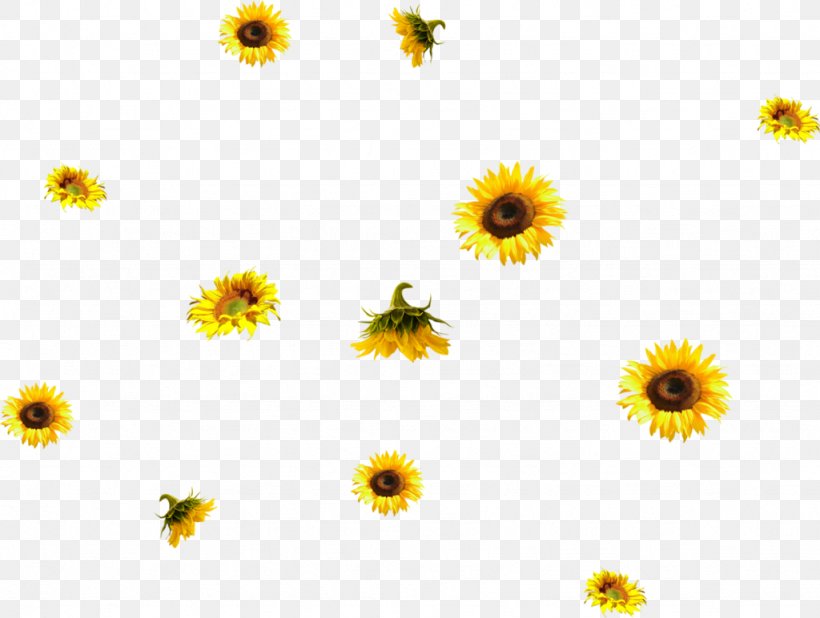 Common Sunflower PhotoScape, PNG, 1024x772px, Flower, Annual Plant, Calendula, Chamaemelum Nobile, Chrysanths Download Free
