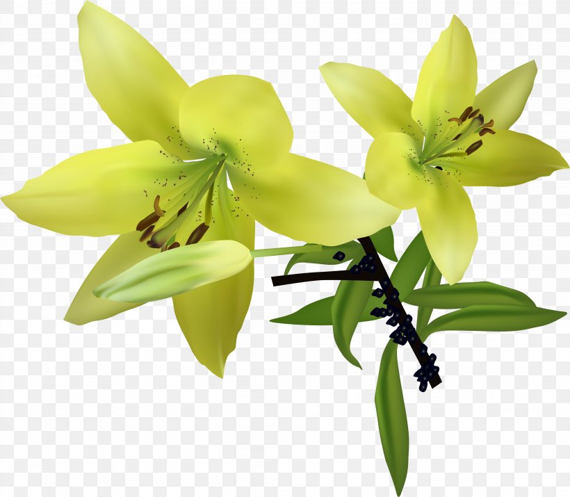 Lilium Download, PNG, 4303x3754px, Lilium, Cut Flowers, Flower, Flowering Plant, Jpeg Network Graphics Download Free