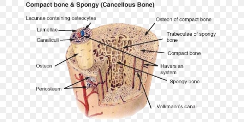 Long Bone Compact Bot Osteon Human Skeleton, PNG, 665x411px, Watercolor, Cartoon, Flower, Frame, Heart Download Free