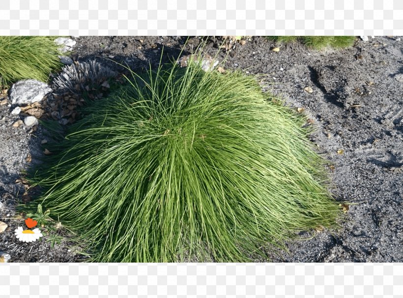 Plant Community Grasses Herb Groundcover, PNG, 1000x740px, Plant Community, Community, Evergreen, Grass, Grass Family Download Free