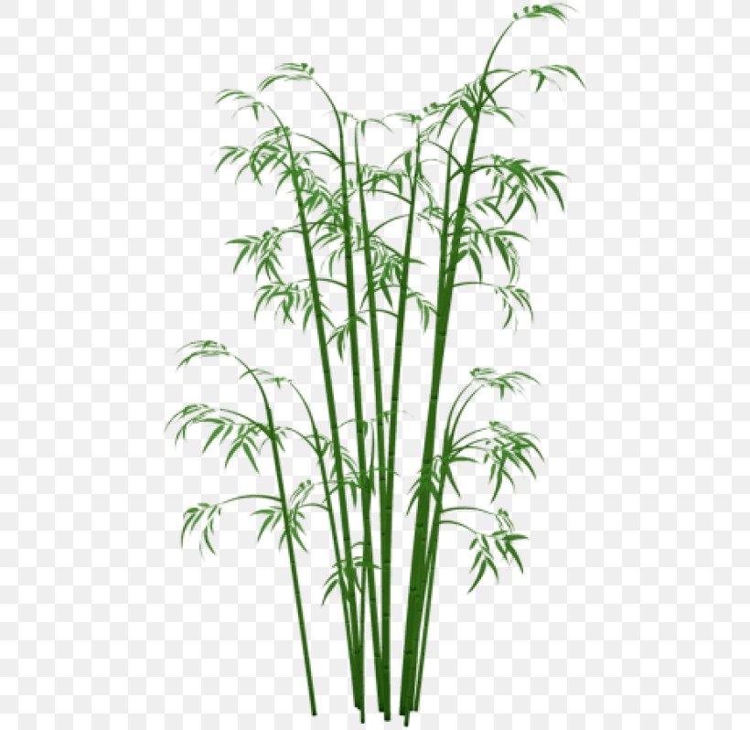 Clip Art Bamboo Transparency, PNG, 480x798px, Bamboo, Flowerpot, Grass, Grass Family, Information Download Free