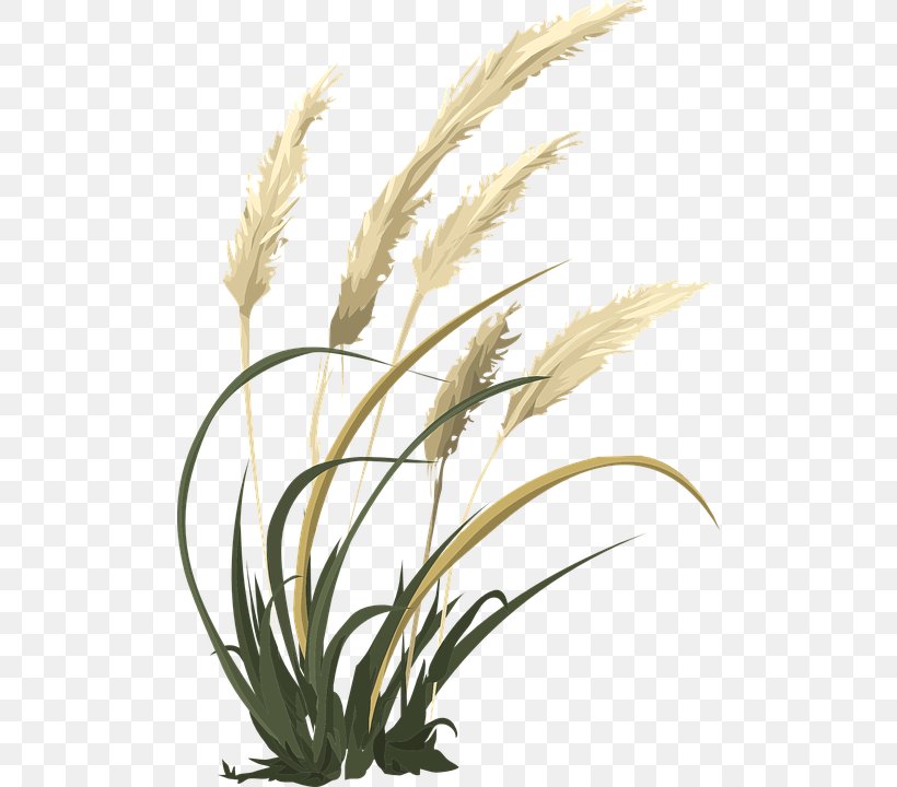 Clip Art Emmer Image, PNG, 496x720px, Emmer, Barley, Broomcorn, Cereal, Commodity Download Free