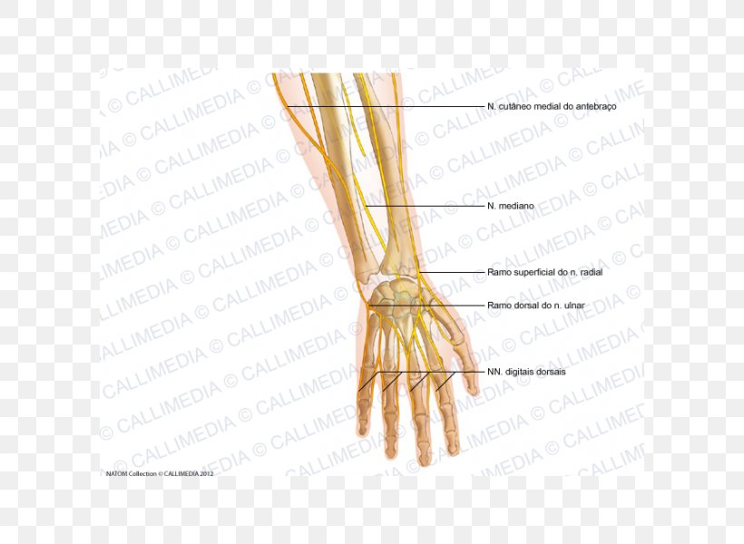 Finger Radial Nerve Forearm Human Anatomy, PNG, 600x600px, Watercolor, Cartoon, Flower, Frame, Heart Download Free
