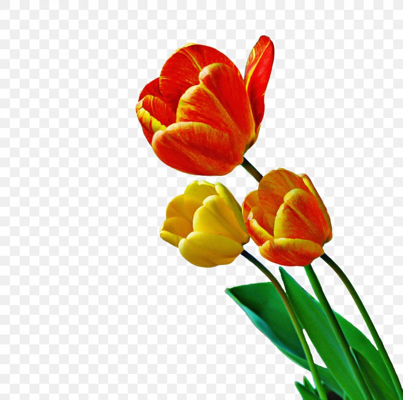 Flower Tulip Petal Cut Flowers Yellow, PNG, 1600x1588px, Flower, Bud, Cut Flowers, Petal, Plant Download Free