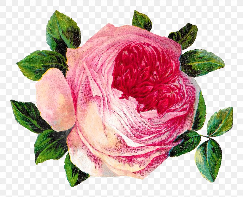 Garden Roses Cabbage Rose Floribunda Pink Clip Art, PNG, 1600x1299px, Garden Roses, Antique, Art, Cabbage Rose, Camellia Download Free