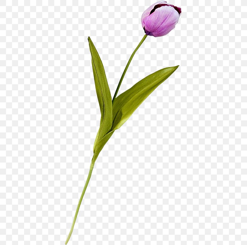 Tulip Plant Stem Petal Diary LiveInternet, PNG, 389x814px, Tulip, Bud, Diary, Flower, Flowering Plant Download Free