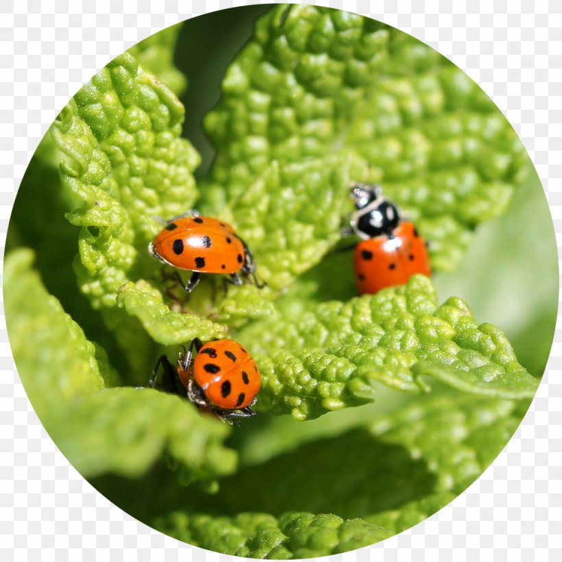 Beetle Garden Centre Ladybird Plant, PNG, 1008x1008px, Beetle, Beneficial Insects, Garden, Garden Centre, Garden Club Download Free