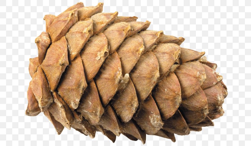 Conifer Cone Pine Clip Art, PNG, 670x478px, Conifer Cone, Cone, Digital Image, Fir, Light Download Free