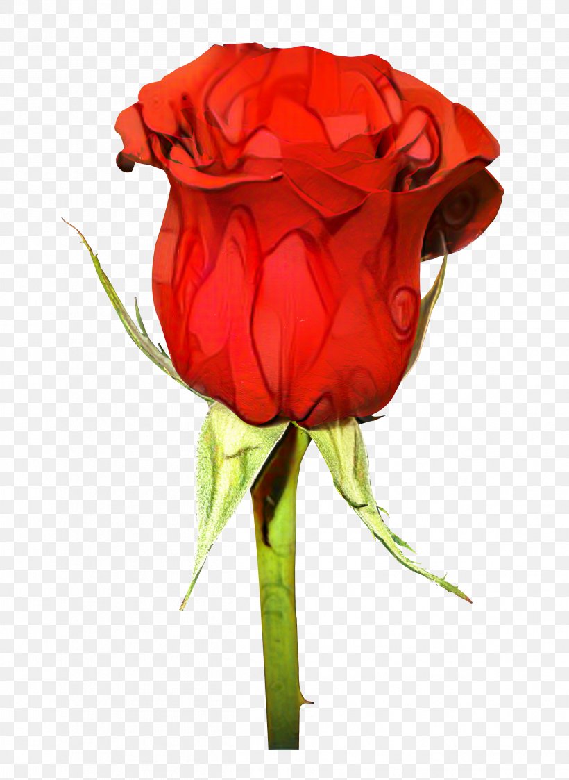 Garden Roses Flower Bouquet Image, PNG, 2498x3422px, Rose, Botany, Coquelicot, Cut Flowers, Floribunda Download Free