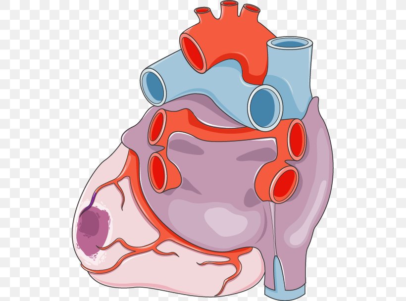 Heart Acute Myocardial Infarction Circulatory System Cardiovascular Disease, PNG, 529x608px, Watercolor, Cartoon, Flower, Frame, Heart Download Free