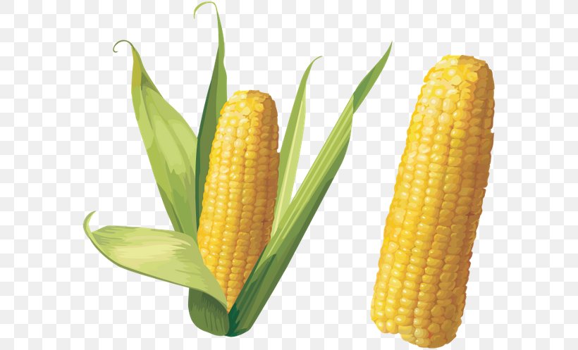 Corn On The Cob Flint Corn Clip Art, PNG, 600x497px, Corn On The Cob, Commodity, Corn Kernels, Flint Corn, Food Grain Download Free