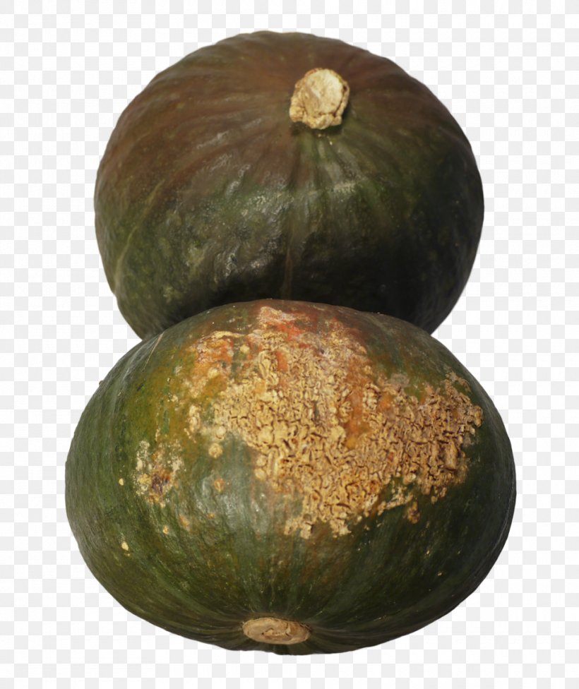 Cucurbita Watermelon Gourd Winter Squash, PNG, 960x1143px, Cucurbita, Calabaza, Cucumber, Cucumber Gourd And Melon Family, Cucumis Download Free