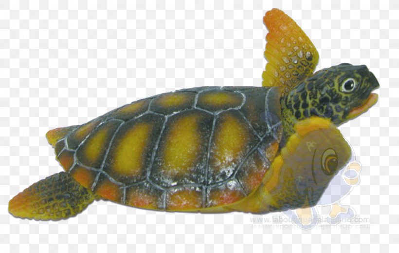 Loggerhead Sea Turtle Box Turtles Snapping Turtles Tortoise, PNG, 921x584px, Loggerhead Sea Turtle, Animal, Box Turtle, Box Turtles, Caretta Download Free