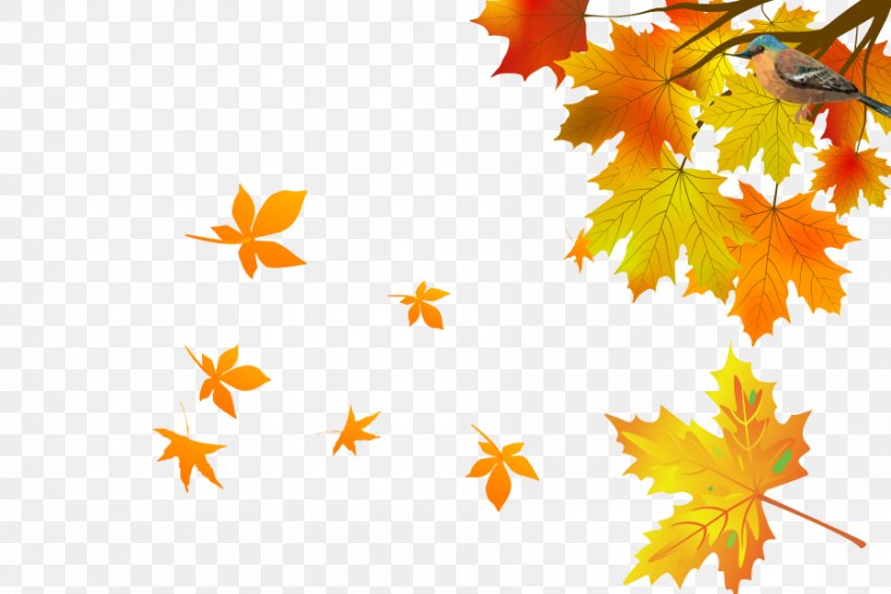 Maple Leaf Autumn Wallpaper, PNG, 899x600px, Maple Leaf, Autumn, Branch, Flowering Plant, Leaf Download Free