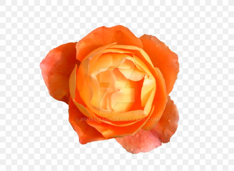 Rose Flower Orange Desktop Wallpaper, PNG, 1024x751px, Rose, Blue, Blue Rose, Cut Flowers, Flower Download Free