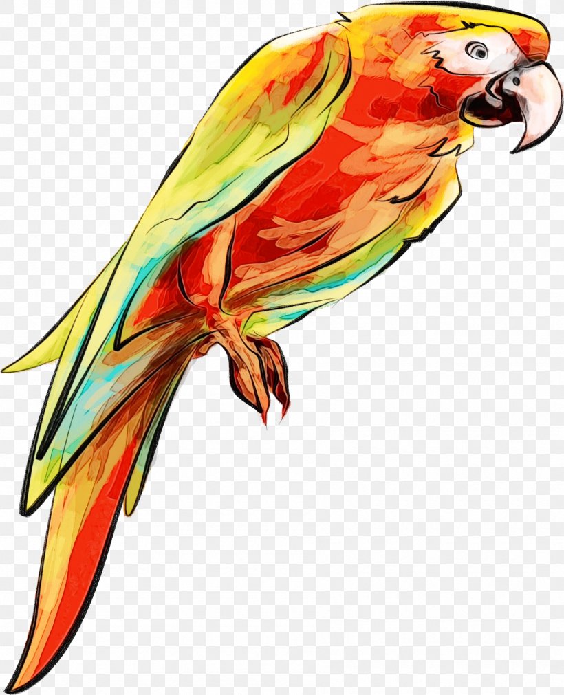 Bird Parrot Macaw Beak Lorikeet, PNG, 1795x2214px, Watercolor, Beak, Bird, Budgie, Lorikeet Download Free