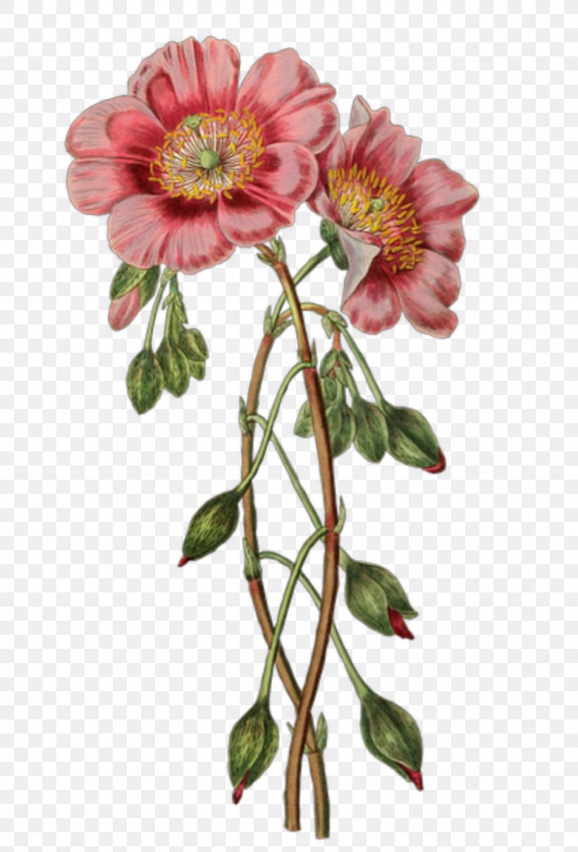 Botanical Illustration Flower Clip Art, PNG, 1024x1509px, Botanical Illustration, Annual Plant, Antique, Art, Biological Illustration Download Free