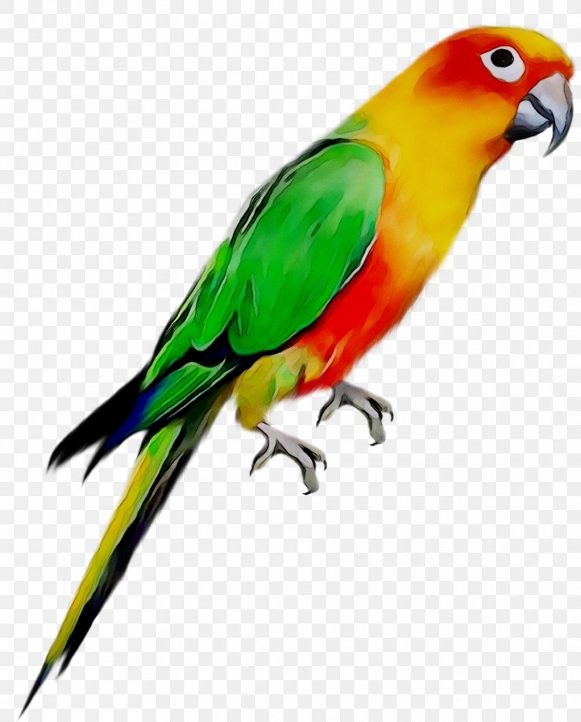 Parrot Bird Ghana Kumasi High School Pet, PNG, 960x1193px, 2018, Parrot, Beak, Bird, Budgie Download Free
