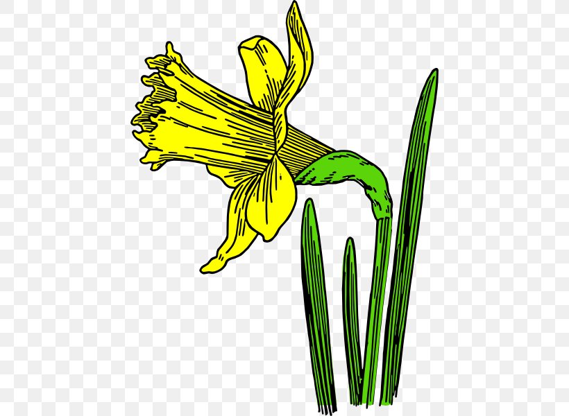 Daffodil Flower Black And White Drawing Clip Art, PNG, 444x600px, Daffodil, Art, Artwork, Birth Flower, Black And White Download Free
