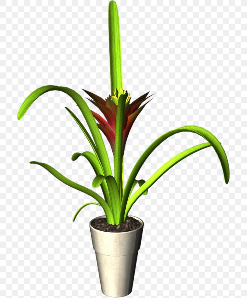 Flowerpot Plant Clip Art, PNG, 708x987px, Flowerpot, Bromelia, Bromeliaceae, Bromeliads, Cut Flowers Download Free