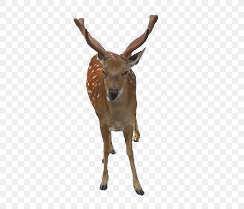 Formosan Sika Deer ICO Icon, PNG, 700x700px, Formosan Sika Deer, Antler, Deer, Digital Container Format, Fauna Download Free