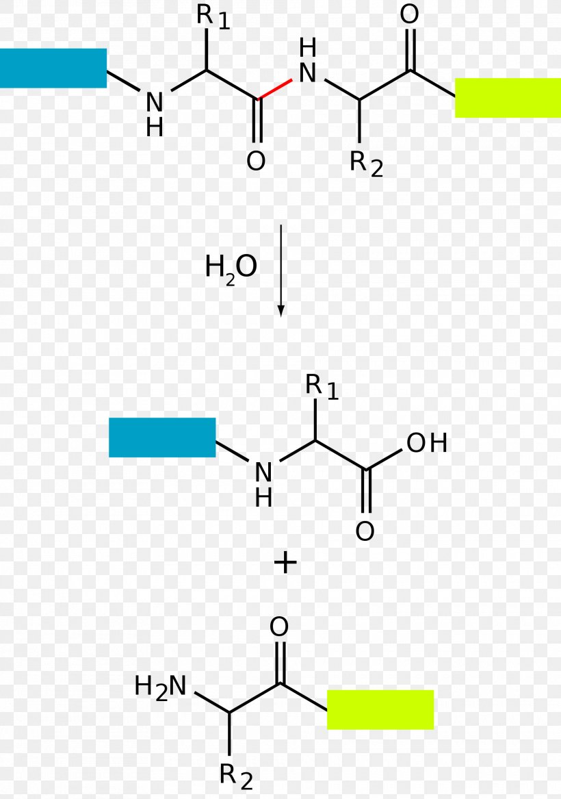 Proteolysis Hydrolysis Protein Peptide Bond, PNG, 1920x2733px, Proteolysis, Acid, Amide, Amine, Amino Acid Download Free