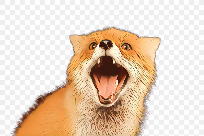 Roar Facial Expression Snout Yawn Nose, PNG, 2448x1632px, Roar, Facial Expression, Nose, Snout, Whiskers Download Free