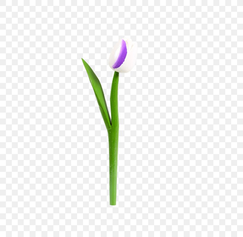 Tulip Crocus Petal Plant Stem, PNG, 800x800px, Tulip, Crocus, Flower, Flowering Plant, Lily Family Download Free