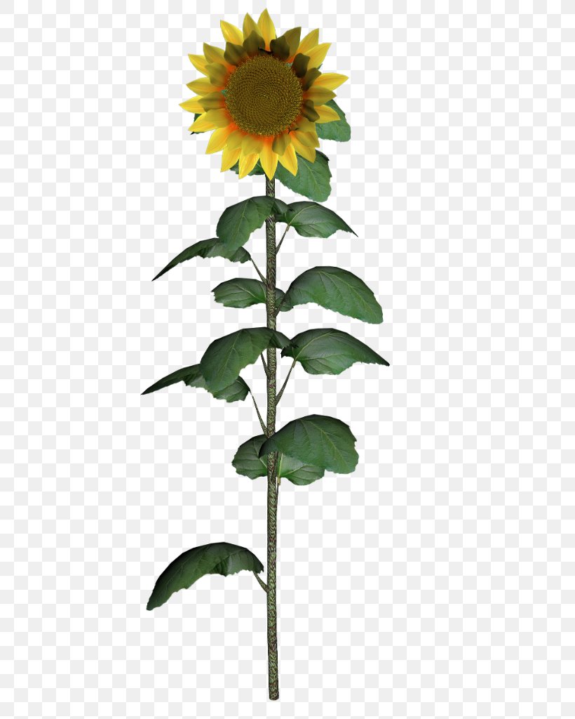 Common Sunflower Daisy Family Sunflower Seed Plant, PNG, 724x1024px, Common Sunflower, Common Daisy, Daisy Family, Flower, Flowering Plant Download Free