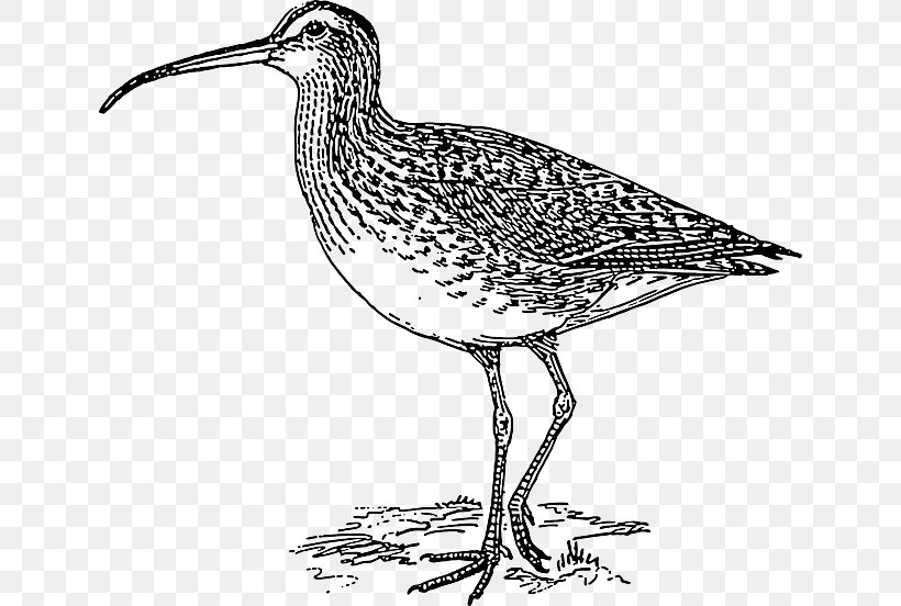 Eurasian Curlew Long-billed Curlew Clip Art Far Eastern Curlew Bird, PNG, 640x552px, Eurasian Curlew, Beak, Bird, Black And White, Bristlethighed Curlew Download Free