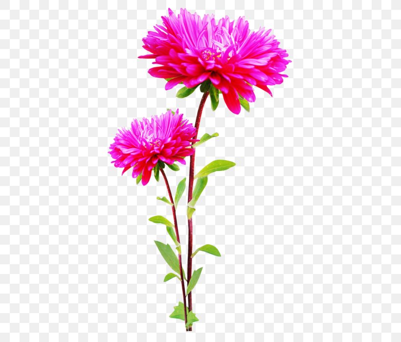 Flower Clip Art, PNG, 406x699px, Flower, Annual Plant, Aster, Chrysanths, Cut Flowers Download Free