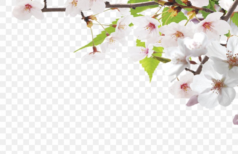 Google Images Search Engine Cherry Blossom, PNG, 2160x1400px, Google Images, Banner, Blossom, Branch, Cherry Blossom Download Free