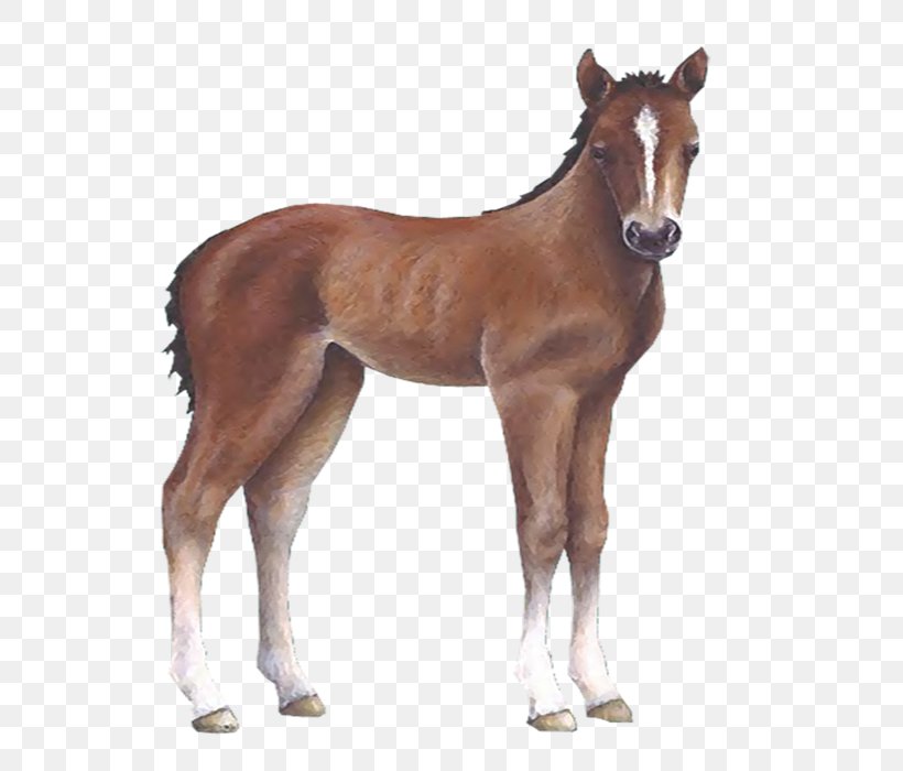 Horse Foal Colt Wall Decal Sticker, PNG, 700x700px, Horse, Animal Figure, Bridle, Colt, Decal Download Free