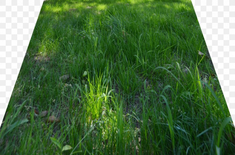 Lawn, PNG, 1024x678px, Lawn, Cover Art, Deviantart, Editing, Grass Download Free