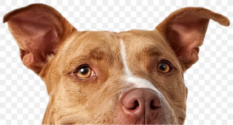 American Pit Bull Terrier Staffordshire Bull Terrier Puppy, PNG, 938x503px, Pit Bull, American Pit Bull Terrier, Bull, Bull Terrier, Carnivoran Download Free