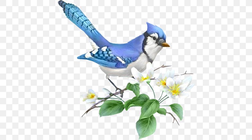 Drawing Blue Jay Illustrator, PNG, 448x457px, Drawing, Art, Beak, Bird, Blue Jay Download Free