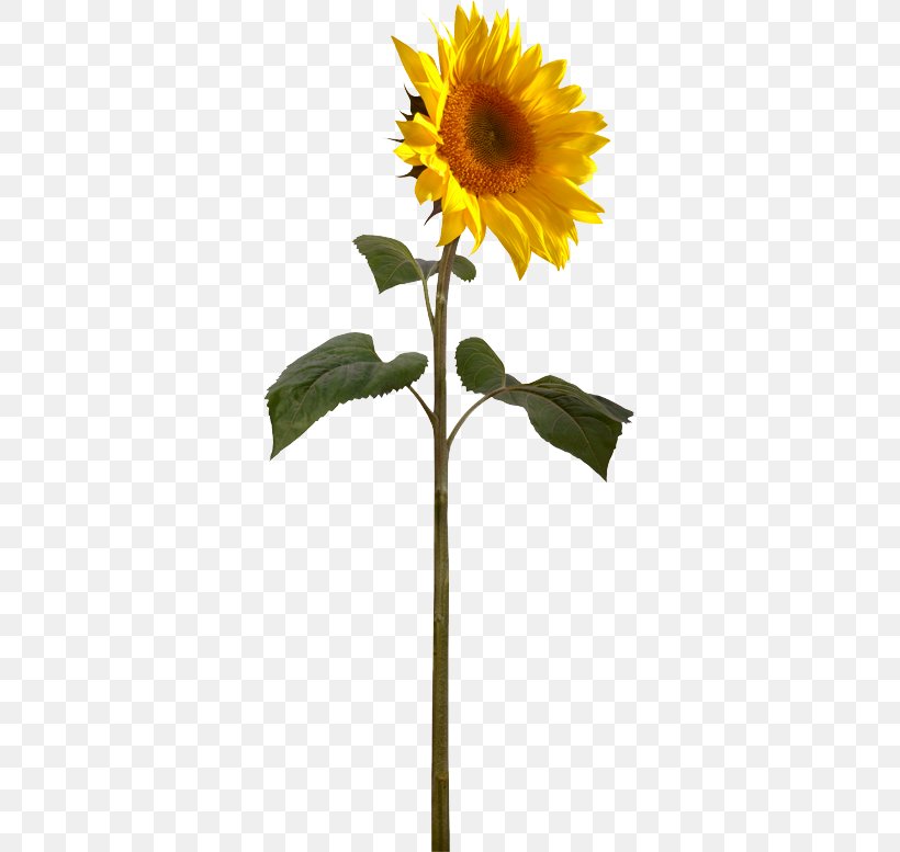 Helianthus Giganteus Plant Stem Perennial Sunflower Sunflower Seed Royalty-free, PNG, 339x777px, Helianthus Giganteus, Daisy Family, Ethical Leadership, Ethics, Flower Download Free
