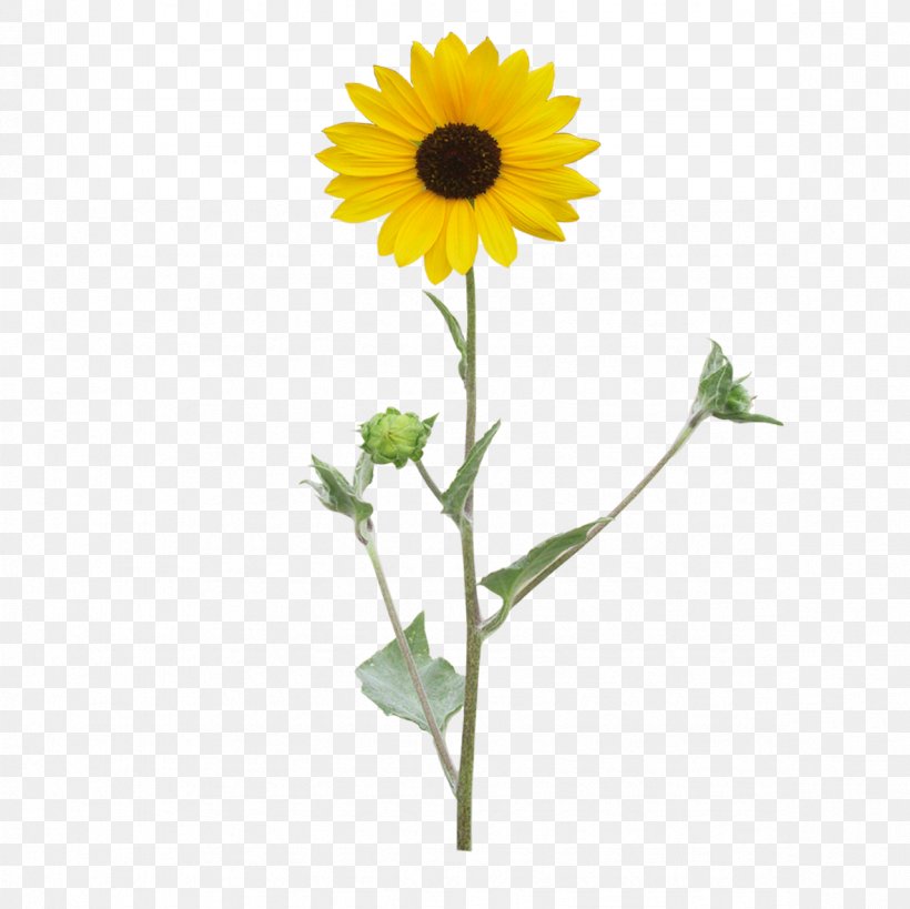 Common Sunflower Clip Art, PNG, 1181x1181px, Common Sunflower, Cut Flowers, Daisy Family, Depositfiles, Floral Design Download Free