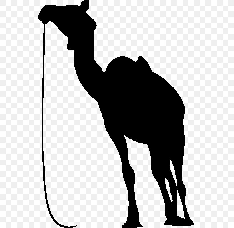 Dromedary Wall Decal Sticker, PNG, 800x800px, Dromedary, Animal, Arabian Camel, Art, Black And White Download Free