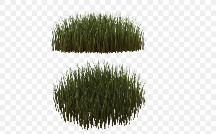 Lawn Ornamental Grass Needle Grasses Plant, PNG, 1024x639px, 3d Computer Graphics, Lawn, Aeration, Fescues, Grass Download Free