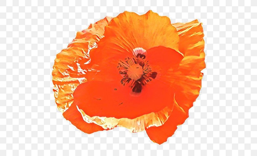 Orange, PNG, 500x500px, Cartoon, Coquelicot, Flower, Hawaiian Hibiscus, Hibiscus Download Free