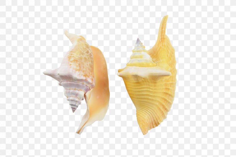 Seashell Conchology Shankha Sea Snail, PNG, 1650x1100px, Seashell, Beach, Bead, Bivalve Shell, Bone Download Free