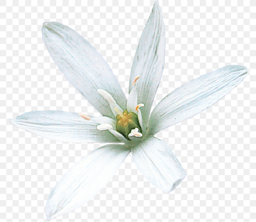 White Petal Flower Plant Wildflower, PNG, 768x710px, White, Flower, Magnolia, Magnolia Family, Petal Download Free