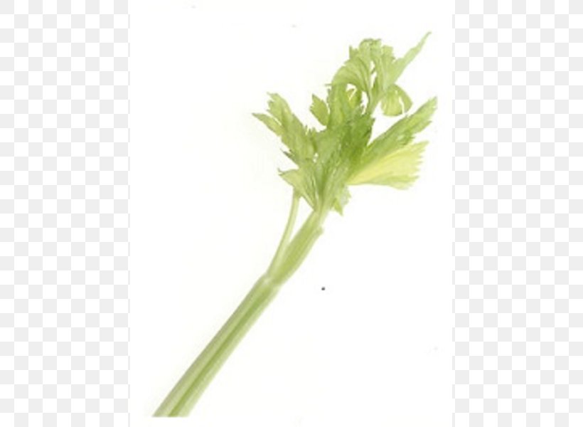 Celeriac Plant Stem Leaf Vegetable Clip Art, PNG, 453x600px, Celeriac, Carrot, Celery, Food, Herb Download Free