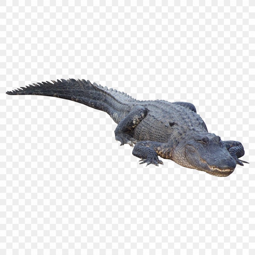 Crocodile Clip Alligator, PNG, 4200x4200px, Crocodile, Alligator, Crocodile Clip, Crocodiles, Crocodilia Download Free